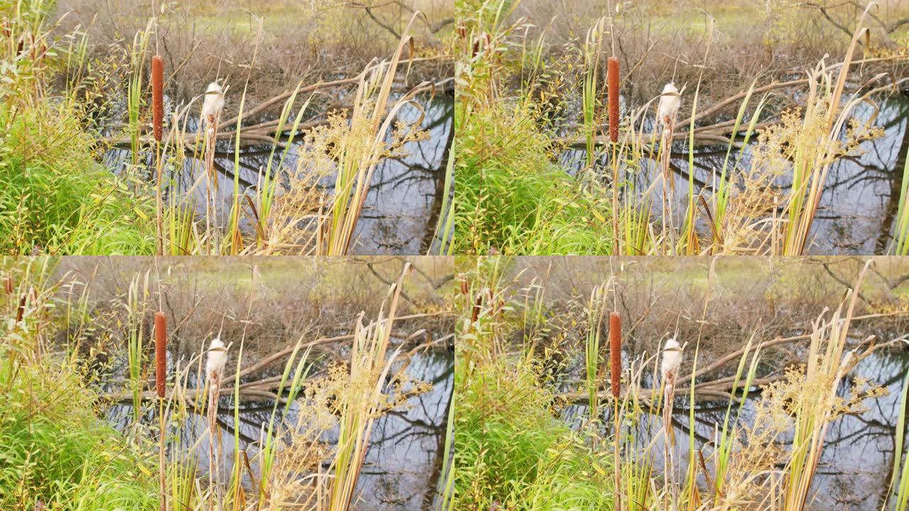 在沼泽湿地微风中摇曳的香蒲。(斑疹伤寒)。秋。
