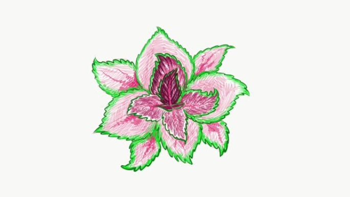 科勒斯或彩绘荨麻植物的插图素材