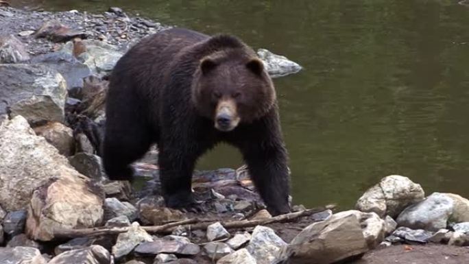 大黑熊在阿拉斯加的岸河岩石中缓慢行走。
