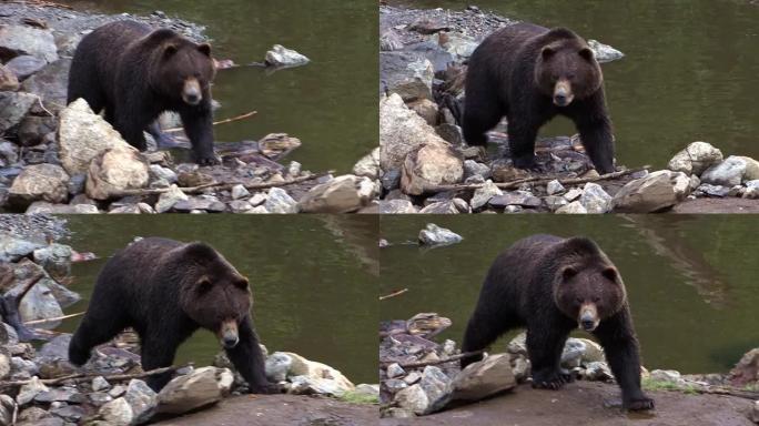 大黑熊在阿拉斯加的岸河岩石中缓慢行走。