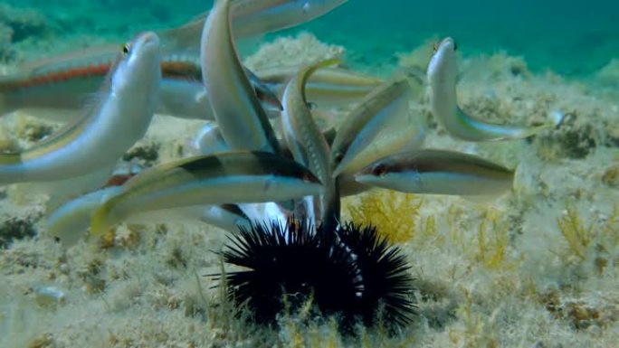 食用受伤的紫海胆 (Paracentrotus lividus) 的不同种类的濑鱼的特写位于海藻覆盖