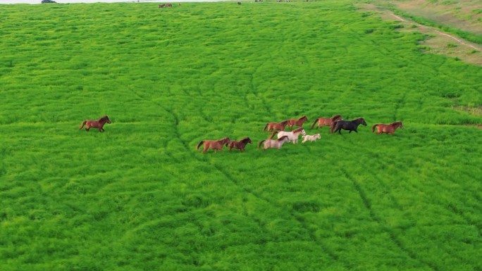 航拍草原河流牛羊马群江汉平原大草原牧场