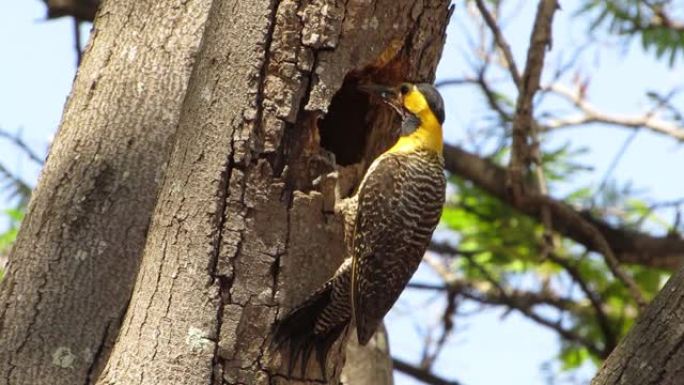 campo flicker (Colaptes campestris) 啄木鸟用尾巴作为支撑，以照顾