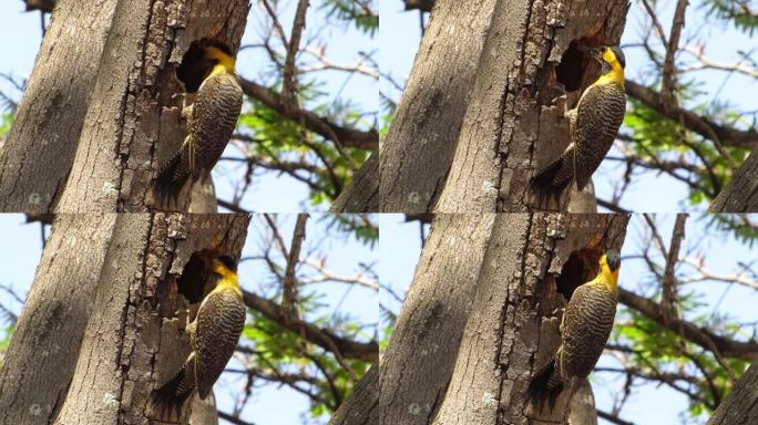 campo flicker (Colaptes campestris) 啄木鸟用尾巴作为支撑，以照顾