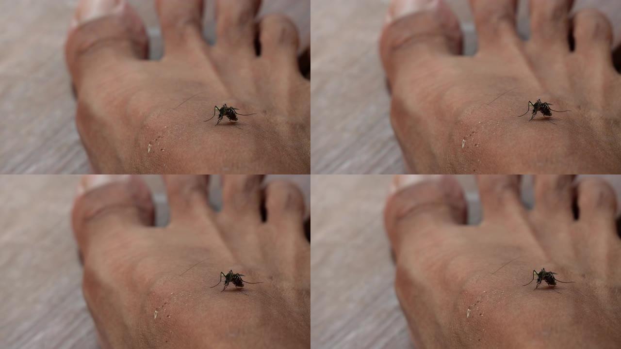 蚊子吸血人的脚