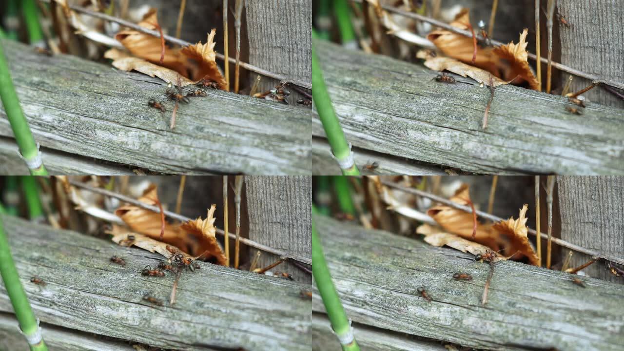 许多蚂蚁群体的木匠蚂蚁或黑色防虫。选择性聚焦