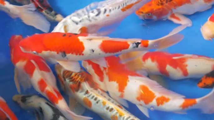 异国装饰水族馆中热带鱼的多样性。查图恰克鱼市场宠物店的分类。摊位上展示的彩色宠物特写。柜台上出售的品