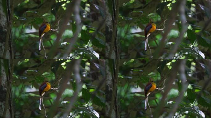橙胸Trogon，Harpactes oreskios，4k镜头; 面向右边，栖息在泰国丛林中随风移