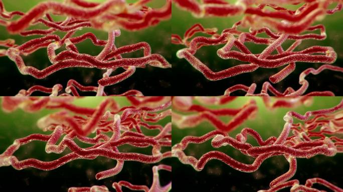 埃博拉病毒医药课程片头医疗科研细胞白血病