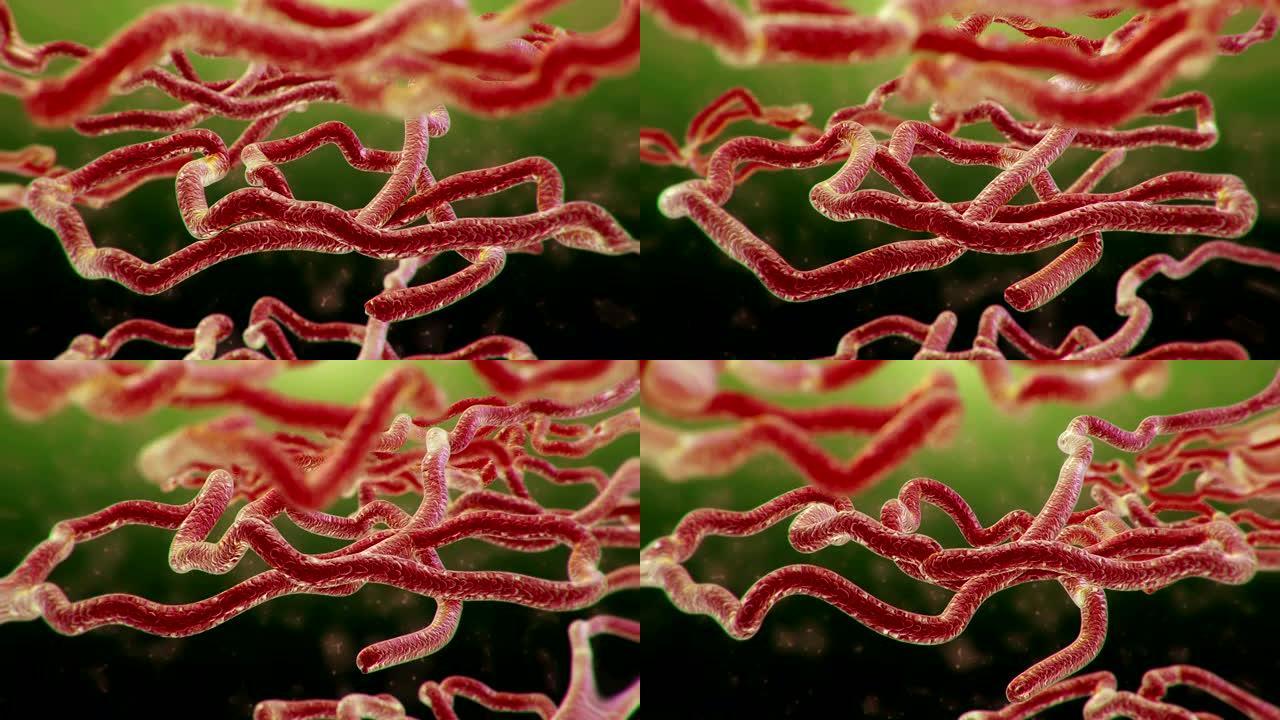 埃博拉病毒医药课程片头医疗科研细胞白血病