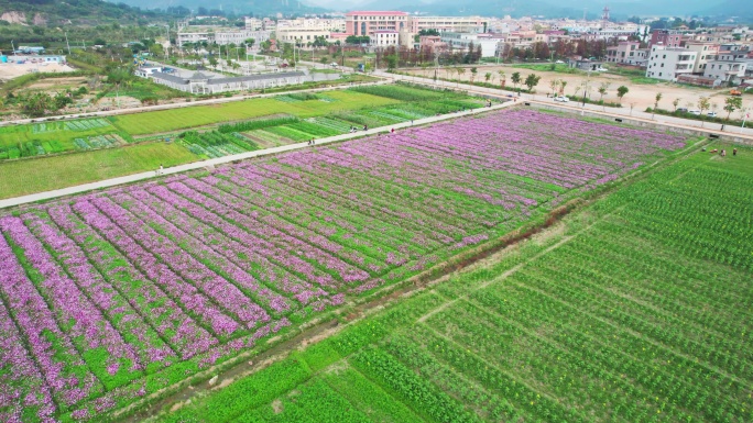 4k珠海斗门乡村振兴格桑花花海航拍