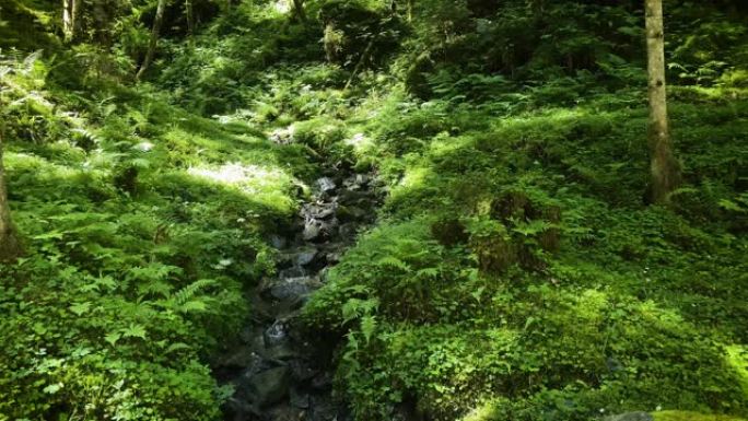 穿过森林的山涧山林山区自然美山泉溪流流淌