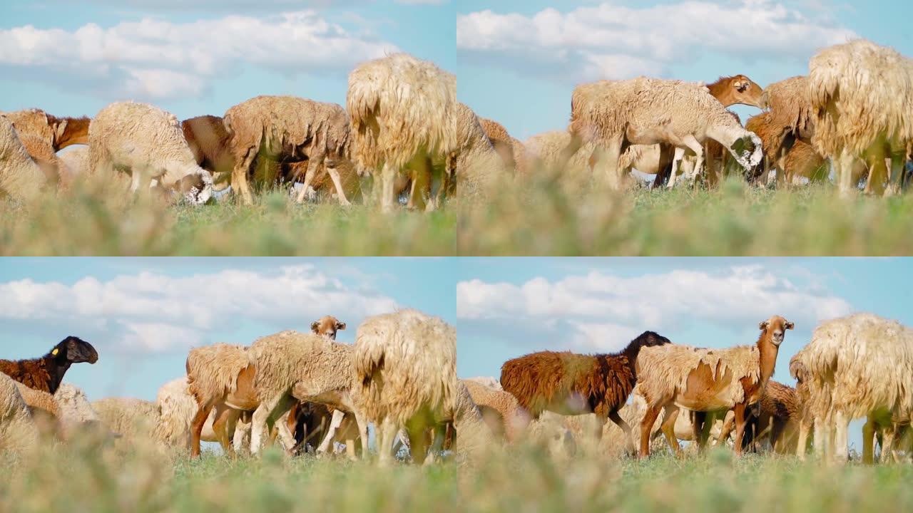 牧羊站在美丽的田野里吃草。农业和养牛。慢动作。