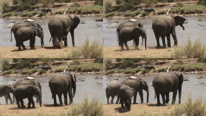 大象在后台观看河马