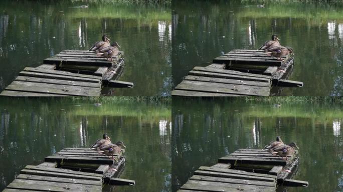 在阳光明媚的秋天，两只鸭子坐在池塘上的旧木墩上