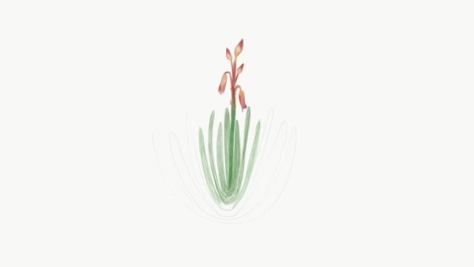 芦荟Plicatilis植物的镜头草图