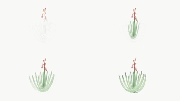 芦荟Plicatilis植物的镜头草图