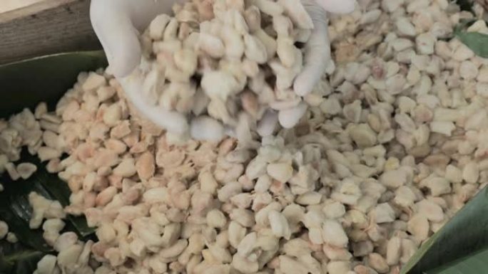 新鲜的可可豆切开暴露可可种子，用可可植物，测量可可豆在木桶中发酵的温度，以保持可可风味的质量。