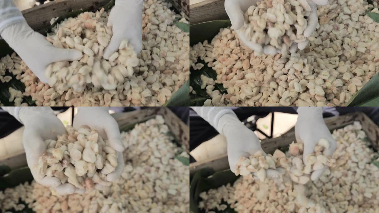 新鲜的可可豆切开暴露可可种子，用可可植物，测量可可豆在木桶中发酵的温度，以保持可可风味的质量。