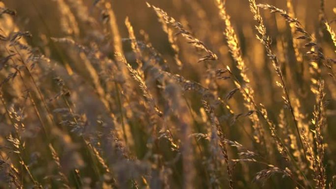 日落下绿色植物的景观自然背景变化为金色自然光色美丽的草麦草草甸草原田野在夏季阳光晴朗的天空