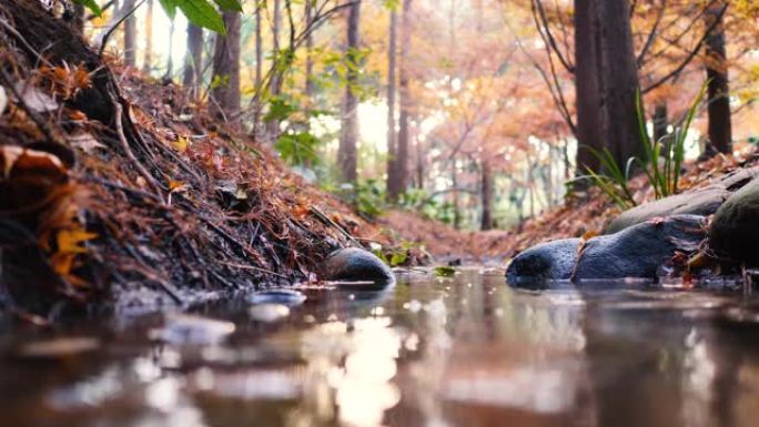 森林中的秋天景观的低角度视图，日落时水流流动，重点放在水中的岩石上，4k慢动作b滚动镜头。
