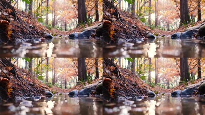 森林中的秋天景观的低角度视图，日落时水流流动，重点放在水中的岩石上，4k慢动作b滚动镜头。