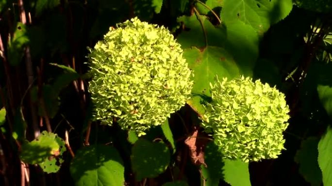绣球花或hortensia在风中移动的浅绿色花朵的特写