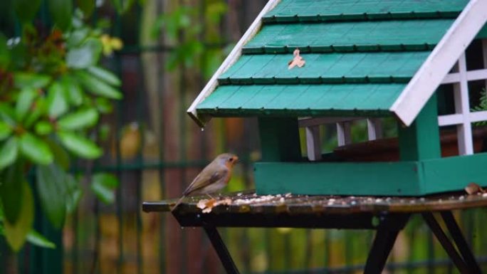 知更鸟正在坐在桌子上的绿鸟屋寻找食物