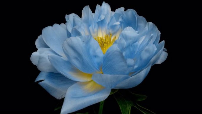 黑色背景上盛开的壮观美丽的蓝色牡丹花的延时。盛开的牡丹花开放，时光流逝，特写
