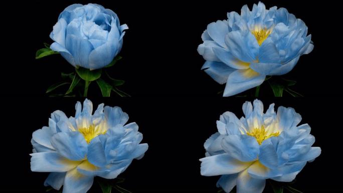 黑色背景上盛开的壮观美丽的蓝色牡丹花的延时。盛开的牡丹花开放，时光流逝，特写