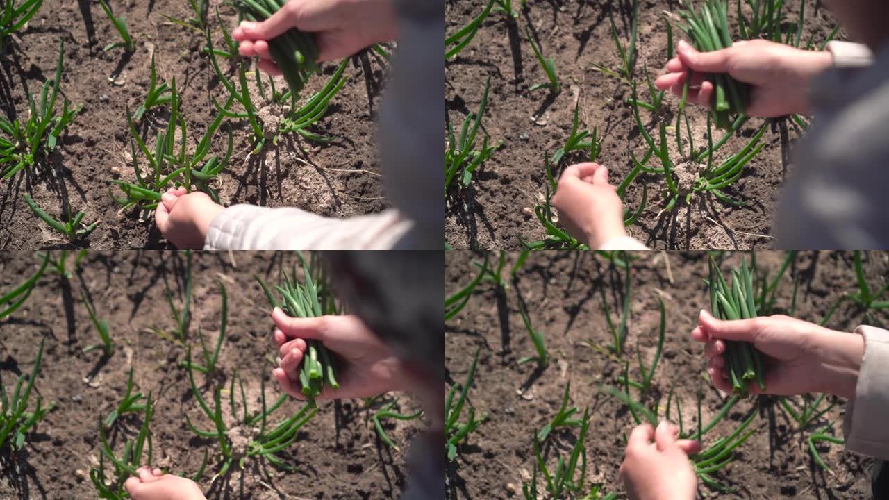 雌性的手从花园里吐出一株年轻的植物。特写手指撕下一片绿叶，女人的手拿一个年轻的野葱吃它。收获
