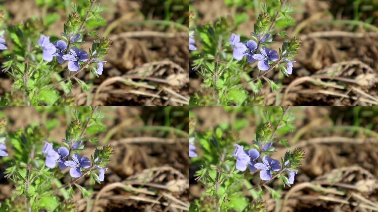 春天的蓝色花朵绽放，野生植物学特写