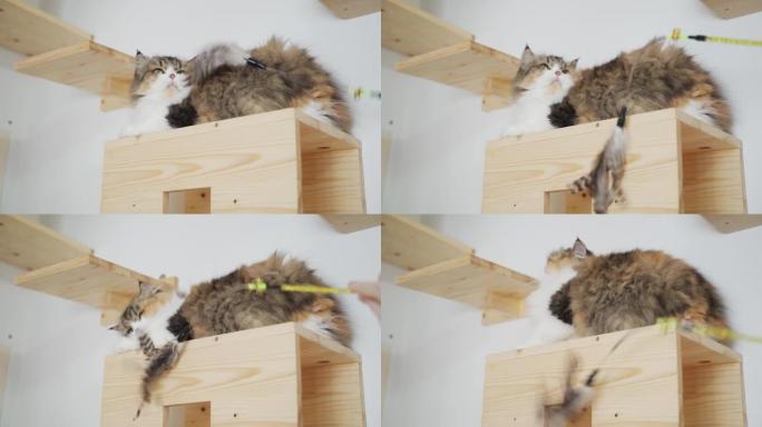 猫无知玩具。主人用羽毛玩具在猫木架上挑衅印花布波斯猫。人类移动宠物玩具与猫一起玩提高捕捉技巧。