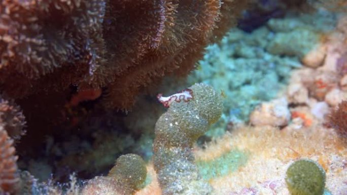 马尔代夫暗礁上的扁虫