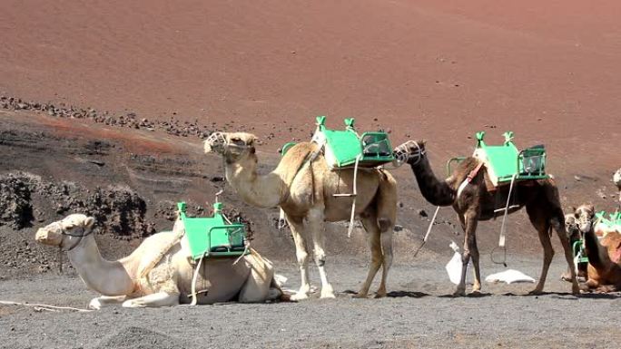 棕色骆驼，背部有绿色座椅