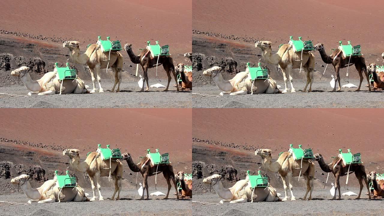 棕色骆驼，背部有绿色座椅