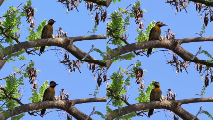 Campo flicker (Colaptes campestris) 黄色啄木鸟对抗蓝天。