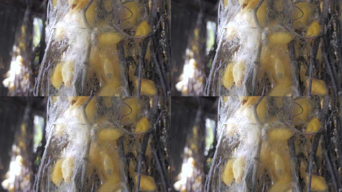 黄色蚕茧筑巢的特写