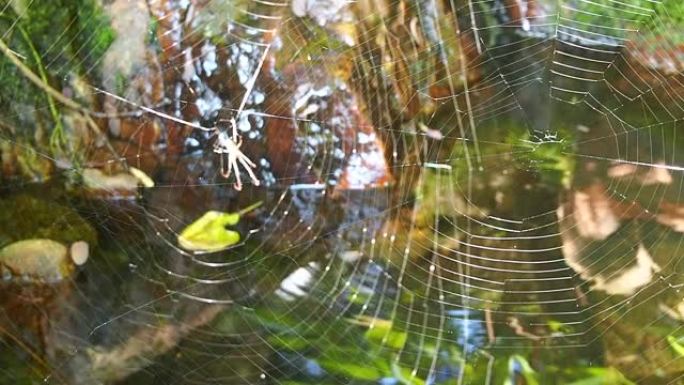 森林中的网络蜘蛛