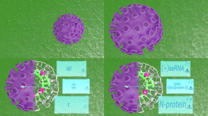 冠状病毒运动的3D动画。内部具有可见单链RNA和核蛋白的新型冠状病毒肺炎结构。描述冠状病毒结构的全息