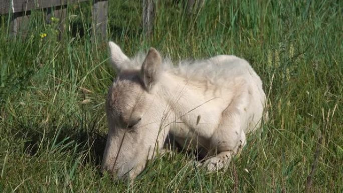 新生的小马驹躺在草地上睡觉