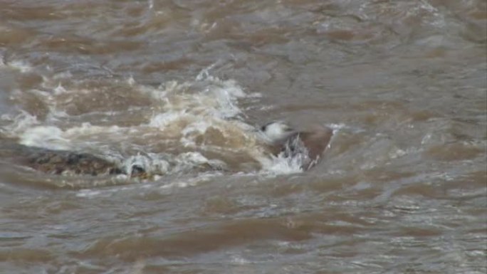 一条鳄鱼抢走了一只牛羚过河，并迅速被其他人加入