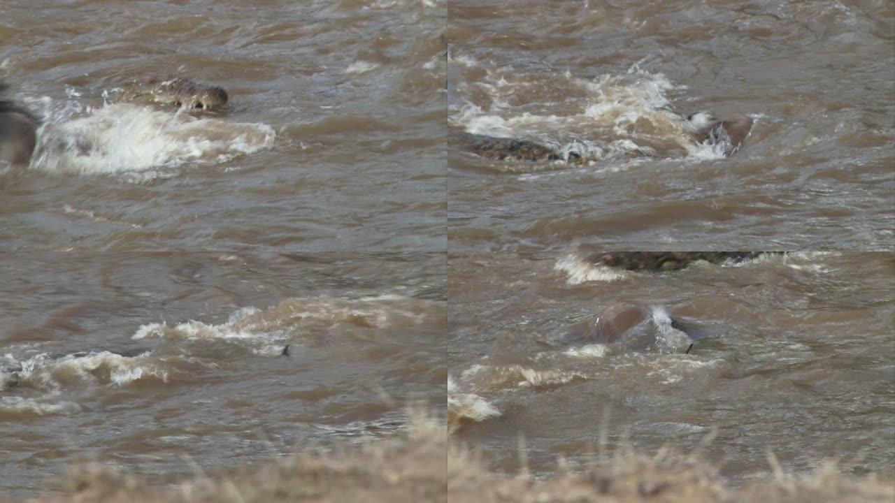 一条鳄鱼抢走了一只牛羚过河，并迅速被其他人加入