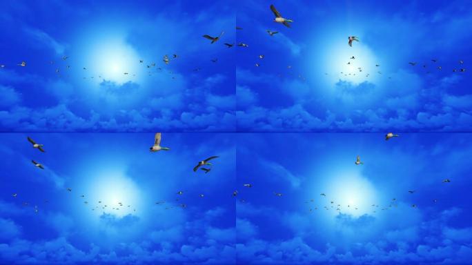 野鸭在蓝天下慢动作飞行