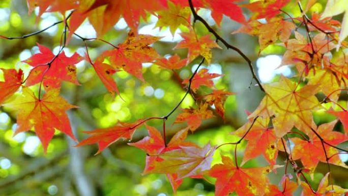 秋天的颜色红叶香山秋景