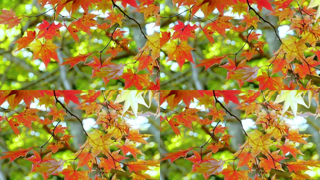 秋天的颜色红叶香山秋景