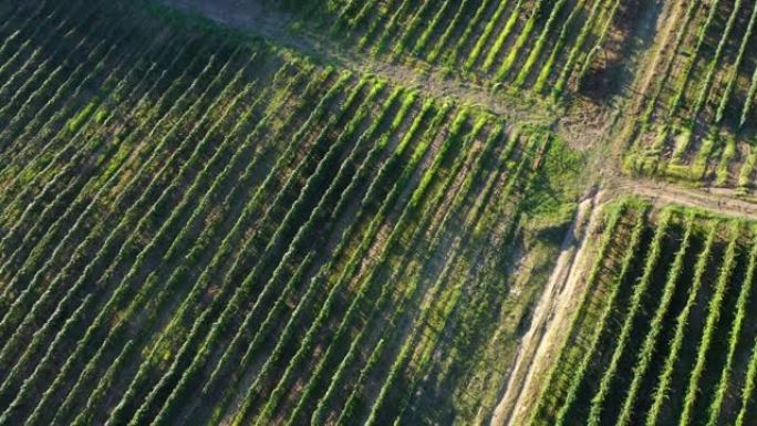 在群山之间的大葡萄园田地的空中拍摄。乡村文化领域的美丽镜头，用于生产葡萄酒。格鲁吉亚，阿布哈兹，总体