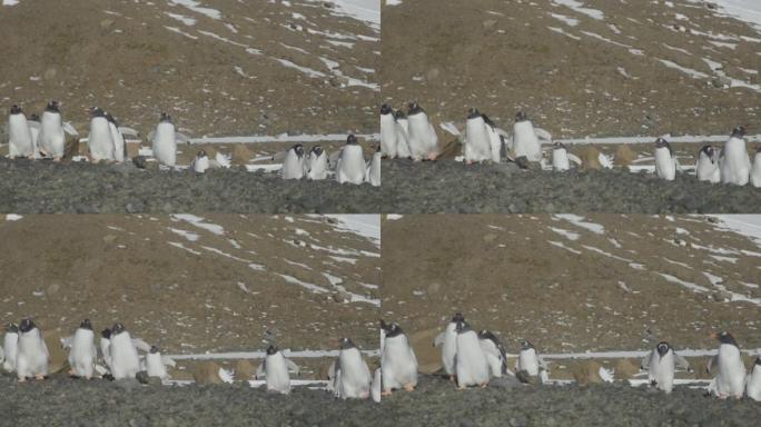南极洲-在企鹅殖民地行走的Gentoo企鹅 (Pygoscelis Papua)