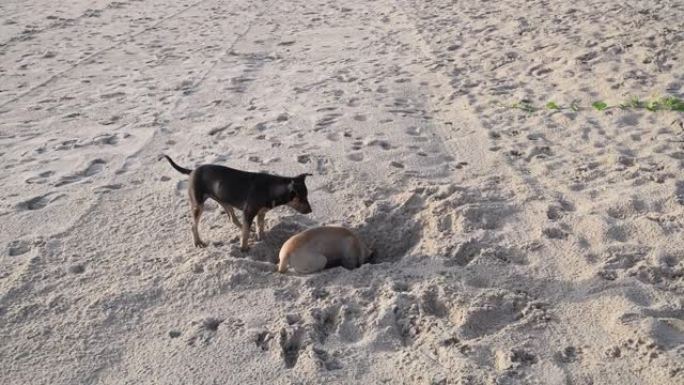 狗在海滩上玩耍