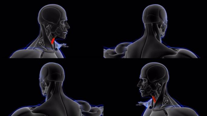 医学概念3D胸骨甲状腺素肌肉解剖